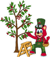 cherry cat plukt kersen