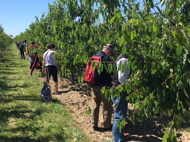 kersen zelf plukken in de boomgaard