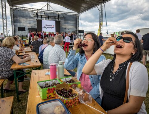 Betuws kersenseizoen zit er (bijna) op