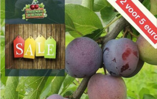 pruimen aanbieding
