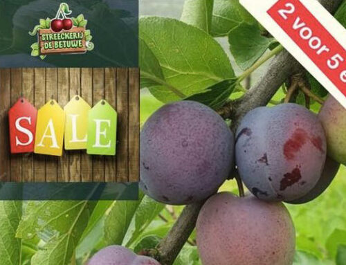 Pruimen aanbieding